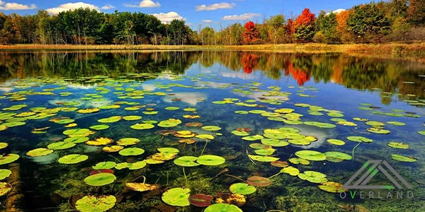 مرداب انزلی