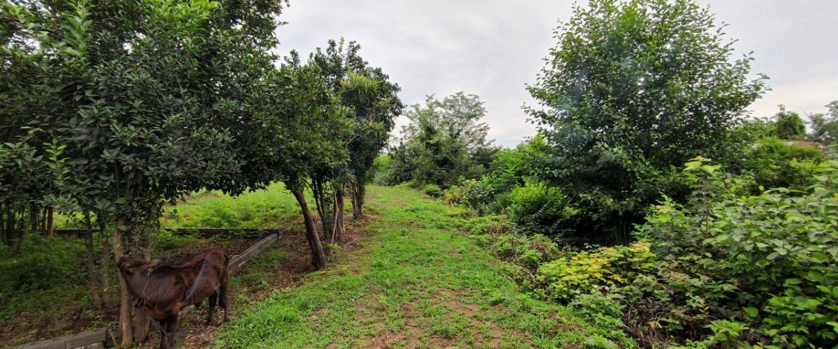 ایران اورلند پروژه سیاه اسطلخ